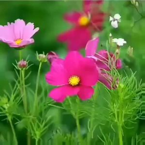 蔬菜种子大全四季黄瓜辣椒南瓜菜种子满天星盆栽草莓向日葵花种子