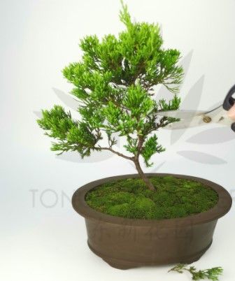 Malaysia Stock Safe Delivery [Juniperus Chinensis - Shimpaku