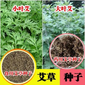 Wild mugwort seeds are edible and medicinal 野生艾草种子可食用药用 Four season planting of mosquito repellent mugwort leaves potted vegetable seeds四季种植驱蚊草艾叶籽盆栽蔬菜籽