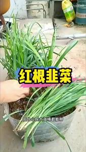 Small Leaf Fragrant Leek Authentic Root Wide Leaf Purple Root Red Root Thin Heat and Cold Resistant Balcony