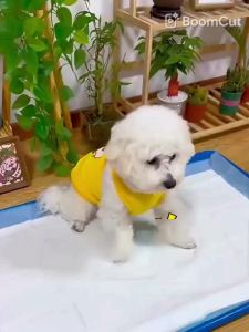 NEW Absorbent Dogs Diapers Puppy 20/40/50/100PCS Training Pee Pads Quick Dry Surface Mat Clean Cushion Dog Supplies2026
