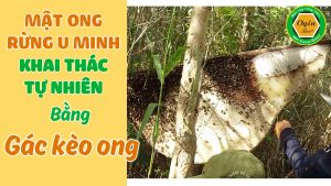 Mật ong rừng tràm U Minh Hạ khai thác tự nhiên và không hạ độ ẩm 2 chai 500ml Chính hãng OGINBEE