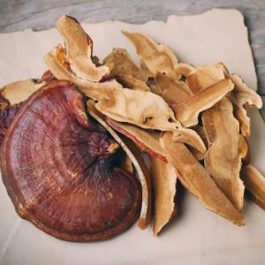 Nấm linh chi đỏ linh chi thái lát linh chi ngâm rượu Việt Nguyên