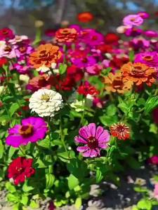 Mixed-color zinnias zinnia flowers for planting in all seasons blooming plants for garden balcony and potted decoration
