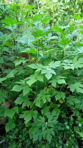 Daun Insulin 250 Grm Fresh Obat Herbal Alami