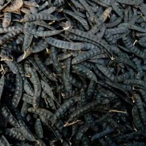 Trái bồ kết khô loại 1 khối lượng 100g 500g và 1kg dùng gội đầu không mọt không mốc dùng mượt tóc chống rụng tóc xông thơm nhà