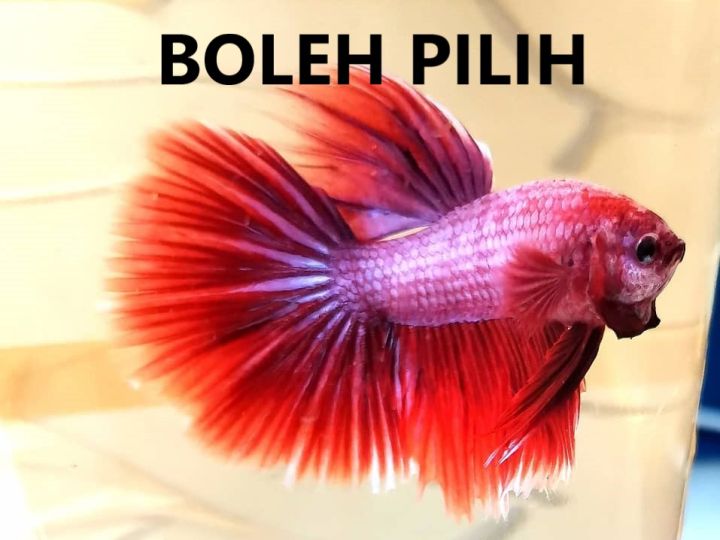 Lazada store betta fish