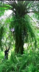 egrek Sawit STD Samlee M2222 Sam Lee original Malaysia Super Tajam Tanpa Asah