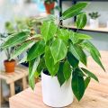 Cây giống trầu bà tỷ phú, trồng thủy sinh được. 