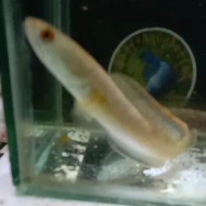 PAIR LOCAL - CHANNA LIMBATTA OREN FIN size 5-6 inci