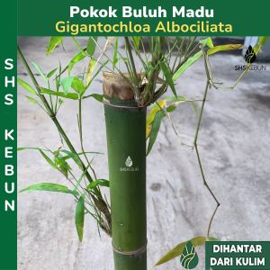 Pokok Buluh Madu Rebung Madu Bamboo Plant  Gigantochloa Albociliata Outdoor Plant Live Plant SHS Kebun