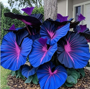 Colorful Leaf Taro Gardening  for Garden Enthusiasts and Beginners  Diverse Varieties  Ornamental Appeal