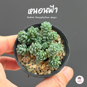 หนอนฟ้า Sedum Dasyphyllum Major ไม้อวบน้ำ กุหลาบหิน แคคตัส กระบองเพชร cactus&succulent