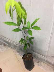 ต้นเงาะตัวผู้(เงาะผู้)