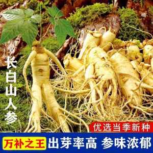 Wild ginseng seeds from Changbai Mountain长白山野生人参种子are easy to grow and live throughout the four seasons四季易种易活 Indoor observation of flowers and potted plants室内观花卉盆栽