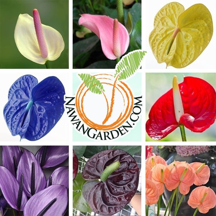 [Special Collection] Mini RARE COLOR of ANTHURIUM Andraeanum in 150mm  plastic pot (Office/House Live Plants) #balconygarden #indoor | Lazada