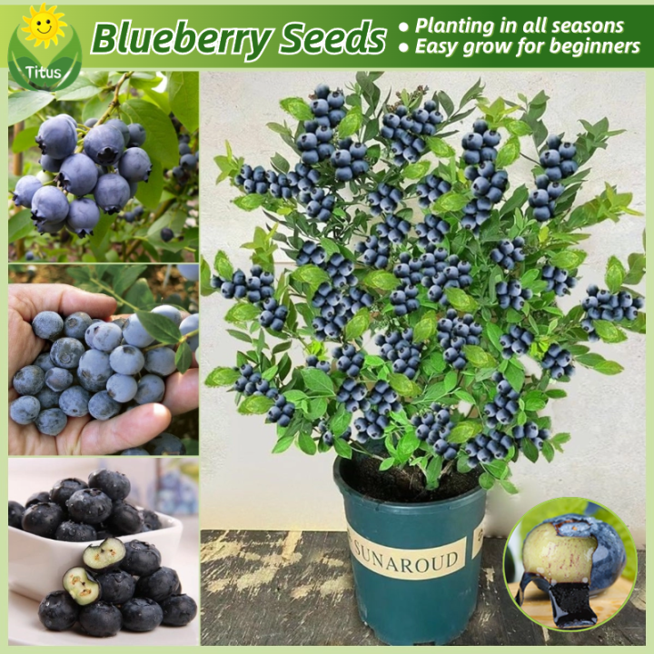 100% Legit Fresh Blueberry Seeds for Planting & Gardening (20pcs/pack ...