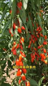 Goji berries red goji berries large fruit goji berries potted goji berries outdoor vegetables red goji berries