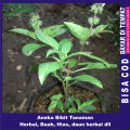 bibit tanaman daun selasih-pohon daun selasih. 