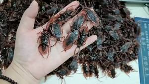 Gián giả chân thực đồ chơi ngày Cá tháng Tư gián giả đáng sợ gián giả để chơi khăm gián giả để trêu chọc. KNC