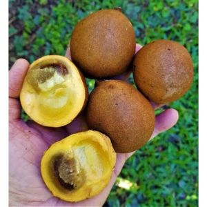 Bibit Buah Kepel / Buah Langka Unggulan Berkualitas