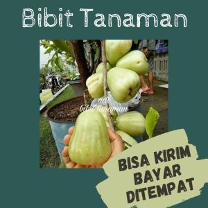 Bibit Jambu Air Madu Deli Hijau Super