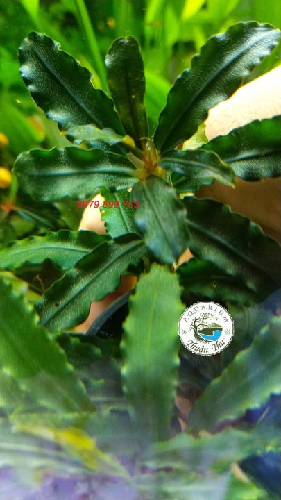 Cây Bucep Phalandra random lá răng răng cưa- Cây thủy sinh đẹp dễ trồng ...