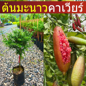 ต้นมะนาวคาเวียร์ เสียบยอด 1 ปีติดผล ต้นแข็งแรง ขนาดต้น 40-60 ซม. สามารถปลูกใส่เข่งได้