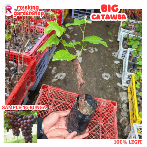 BIG RED CATAWBA ROOTED SEEDLINGS MALAKI AT SURE NA BUHAY NA MATAMIS AT MALAKI ANG BUNGA
