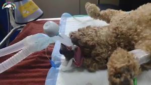 Rechargeable Veterinary Respiratory Apnoea Alarm Monitor Breathing Choking Alarm Monitor