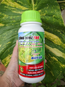 [TRUNG THIEN THINH] CỨNG NHƯ TRE chống đổ ngã mập cọng lùn thân chuyên lúa nếp chai 500ml