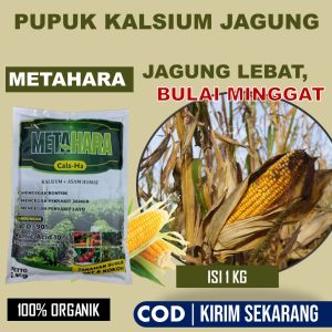 1 KG METAHARA Pupuk Kalsium Tanaman Atasi Bulai Jagung Hawar Daun Jagung Karat Daun Jagung Busuk Pangkal Batang Jagung Penyakit Tungro Jagung Penyakit Lecah Daun Penyakit Bercak Daun Jagung