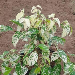 Ficus Benjamina Variegated -  - Pokok Ara Gantung Variegated - वरिगेटेड फिकस बेन्जामिना Ficus Benjamina – Air-Purifying Variegated Leaves Tropical Tree Elegant Foliage Indoor/Outdoor LIVE PLANT
