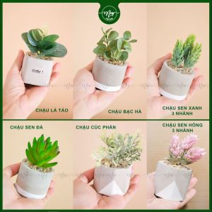 Cây giả mini CXM 4.5 sen đá lá táo lá may mắn bạc hà trang trí để bàn quà tặng ý nghĩa phụ kiện chụp ảnh