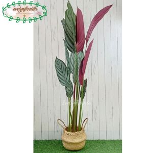 Pohon Hias Daun Calathea Ungu T150 Latex Pot Dasar Hitam Cover Purun Belly Borneo Small Hiasan Rumah Aesthetic