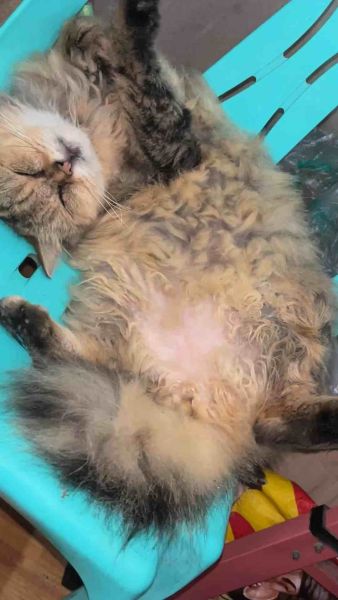 Buyer review video 2
