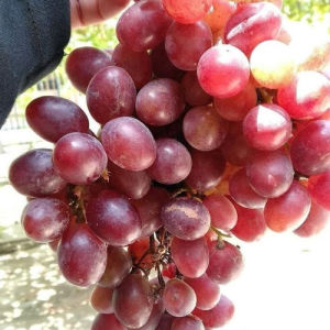 Bibit Anggur Import JUPITER ASLI 100% TERMURAH SIAP TANAM