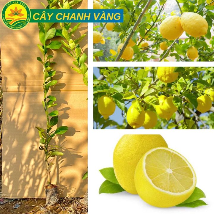 Cây chanh vàng Mỹ giống chuẩn F1, quả siêu to mọng nước thơm ngon cho ...