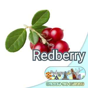Redberry | Lingonberry | Benih Bibit Import Super Dataran Rendah / Tinggi | Blueberry Blackberry Raspberry Cranberry Blackcurrant Redberry | Benih Bibit Biji Buah Berry Berrie Tanaman Pohon | PedagangDesa