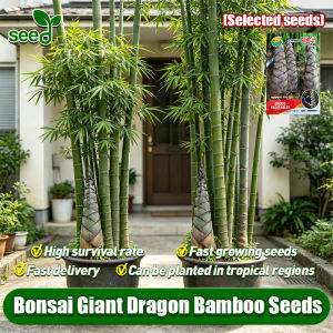 [Selected Seeds] 100% Authentic Giant Dragon Bamboo Seeds for Planting (Fast Growing 50pcs) Edible Bamboo Shoots Large Dragon Bamboo Plant Seeds for Garden Dendrocalamus Sinicus Bamboo Seedlings Four Seasons Evergreen Bamboo Tree Plant Flower Seeds
