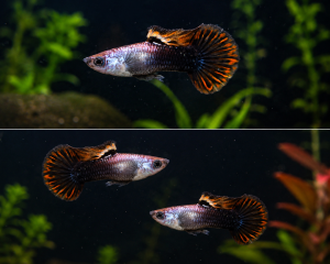 GPS Aquatic Silverado Magenta Guppy 1 pair