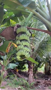 (3ต้น 450บาท)🌱หน่อกล้วยน้ำหว้า ต้นกล้วยน้ำหว้าพันธุ์เตี้ย ผลดก ไม่ต้องค้ำไม้ ออกผลผลิตได้หลายรอบ 1เครือ มี 16-18 หวี บางครั้งถึง20หวี และ1หวีมีประมาณ 20-22 ลูก รสชาติหอม หวานอร่อย หรือนำไปประดับบ้านก็สวย 🚘สินค้าพร้อมส่ง🚘 เซ็ต 3 ต้น 450 บาท