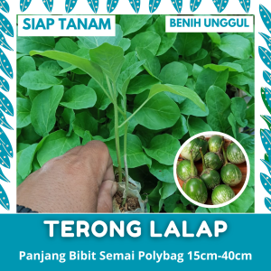 BENIH SEMAI: 50 BATANG BIBIT TERONG LALAP SIAP TANAM