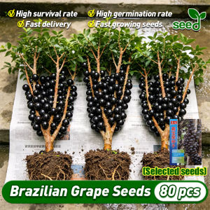 [Selected Seeds] Jaboticaba Brazillian Grape Tree Seeds for Planting (80pcs/pack) High Yield Bonsai Brazillian Grape Fruit Seeds Bonsai Tree Lipote Fruit Live Plant Jaboticaba Brazilian Grapes Fruit Vining Plant Seeds Balcony Potted Lipote Fruit Seedlings
