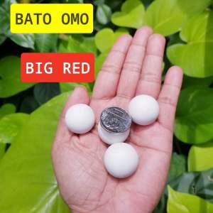PAMPASWERTE  BATO OMO Stone Pendant Necklace Buto ng Sinukuan FREE Stainless NON-FADE Necklace Natural Healing Energy Cave Pearl Lucky Charm Big Red Crystals