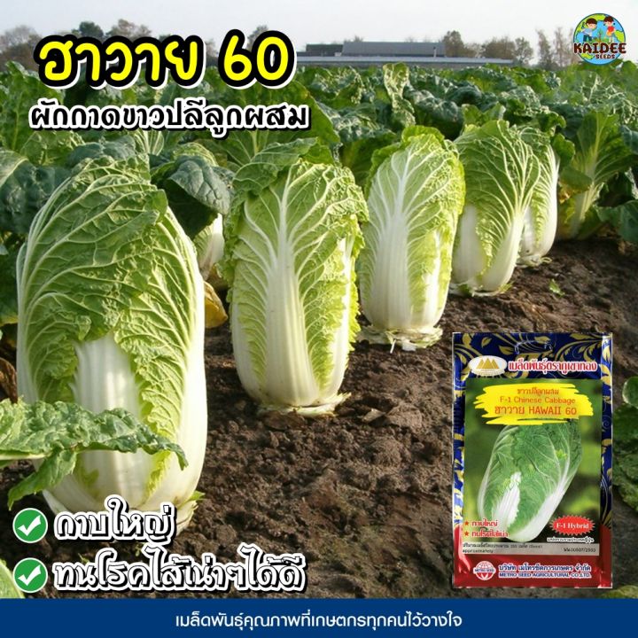 เมล็ดผักกาดขาวปลี ฮาวาย60 F-1 ตราภูเขาทอง ทนโรคไส้เน่า