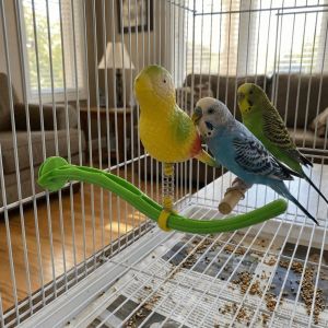 OUTOPEN Spring Wobble Bird Perch Stand Simulation Bird Plastic Swing Perch Toy Interactive Toy Bright Color Bird Cage Toy For Small Medium Parrots
