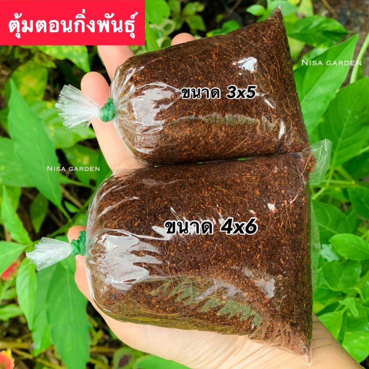 ตุ้มตอนกิ่ง ขุยมะพร้าวผสมน้ำยาเร่งราก 10 ฟรี 1