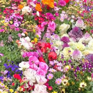 Tổng hợp 15 loại hạt giống hoa dễ trồng trong 1 gói