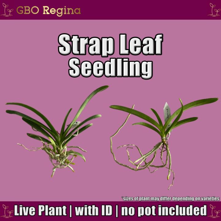 Orchids Strap Leaf (Vanda) Seedling (live plant, with ID, no pot, no